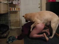 Dog copulates the stud in a avid way
